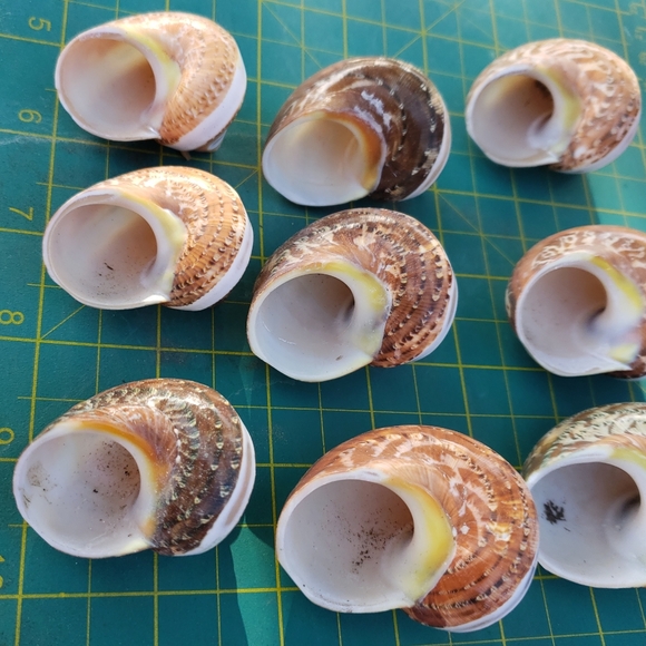 COPY - TAN BROWN TURBO BANDED for hermit crab, art, craft - Picture 5 of 6